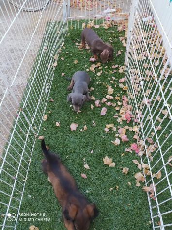 Cuccioli di Bassotto - Foto 4
