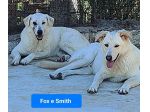 Fox e Smith un futuro da costruire. CANI IN ADOZIONE