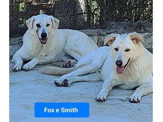 Fox e Smith un futuro da costruire. CANI IN ADOZIONE