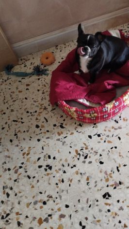 Chihuahua in regalo - Foto 7