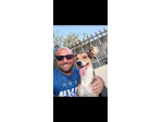 Dog Sitter