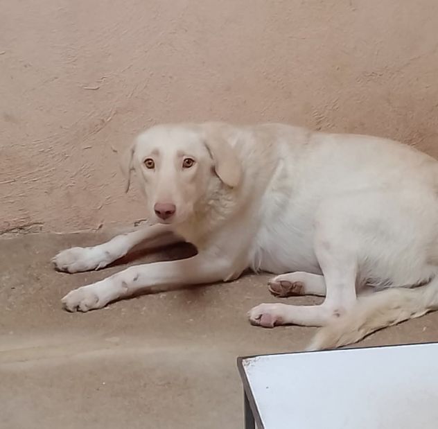 ELETTRA UNA DELLE MIGLIAIA DI ANIME PERSE CAGNOLINA IN ADOZIONE