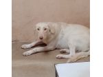ELETTRA UNA DELLE MIGLIAIA DI ANIME PERSE CAGNOLINA IN ADOZIONE