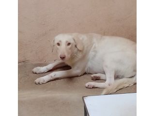 ELETTRA UNA DELLE MIGLIAIA DI ANIME PERSE CAGNOLINA IN ADOZIONE