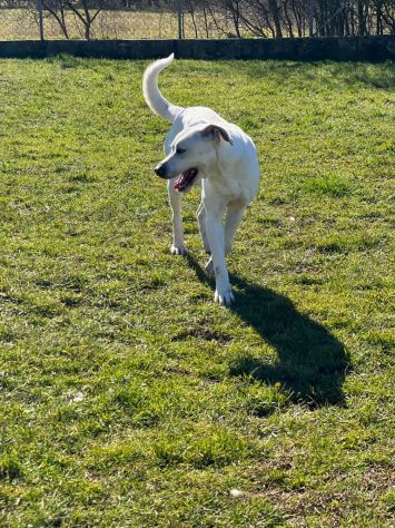 CANE IN ADOZIONE: MIKA aspetta la sua occasione. - Foto 4
