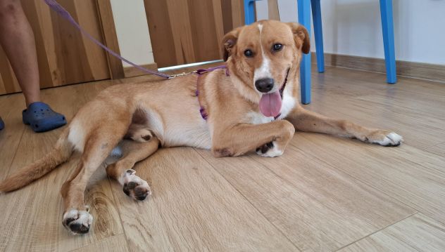Wilson, 3 anni buono e simpatico - Foto 7