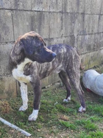 CANE IN ADOZIONE: ZENO - Foto 4