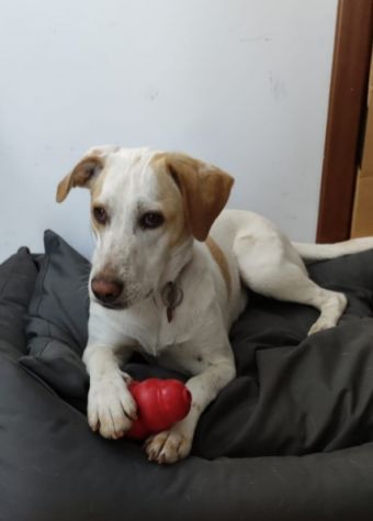 Mix Segugia/Setter 5anni mollata 2anni fa.ROMA