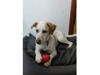 Mix Segugia/Setter 5anni mollata 2anni fa.ROMA