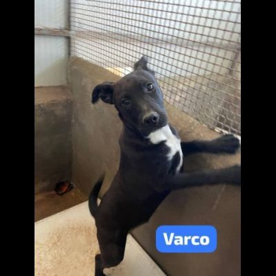 MAURA, VARCO, ROSEA, PEPPINO, CUCCIOLI IN ADOZIONE - Foto 5