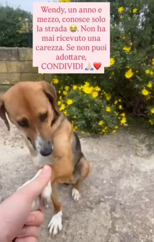 Wendy 18mesi mollata in strada a breve in canile.SUD