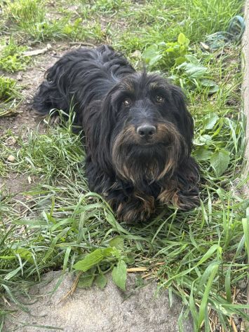 AFRA, baffona simpaticissima e tanto dolce! TG PICCOLA! - Foto 6