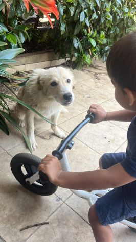 MABEL, 1 ANNO, CHIUSA IN UN TERRENO DOPO LE MINACCE DI AVVELENAMENTO - Foto 3