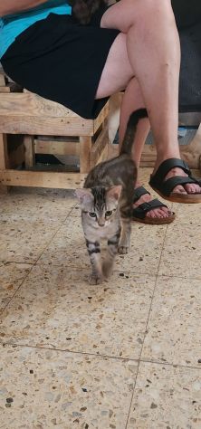 3micini quasi 3mesi tigrati vivono in 1stanza.CALABRIA - Foto 3