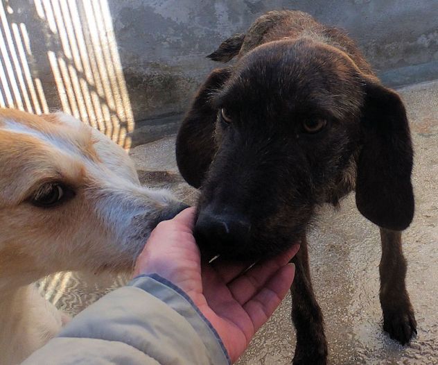 Sandrone abbandonato dal cacciatore - Foto 7