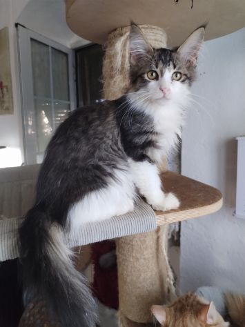 Gattini maine coon - Foto 5