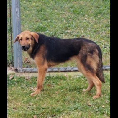EGGY una foto per una vita, CANE IN ADOZIONE