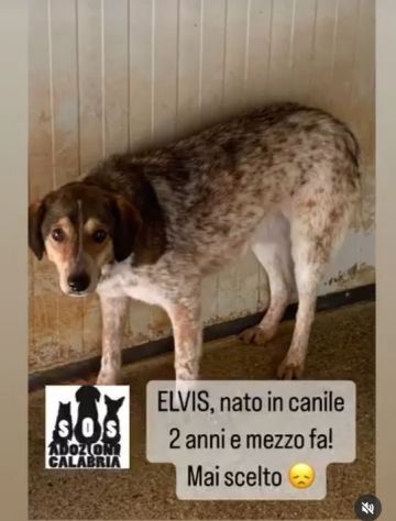 ELVIS E COOKY CAGNOLINI IN ADOZIONE - Foto 2