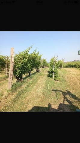 vigneto in salute - Foto 3