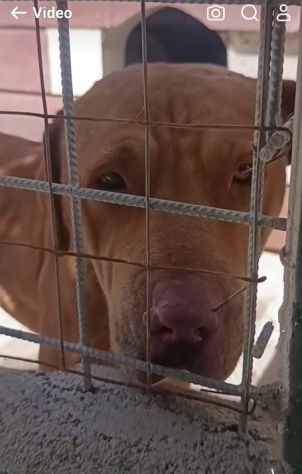 SANSONE MIX DOGUE DE BORDEAUX CANE IN ADOZIONE - Foto 2
