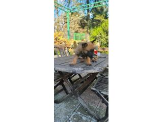 Cuccioli Pastore Belga Malinois con pedigree in Tutta Italia