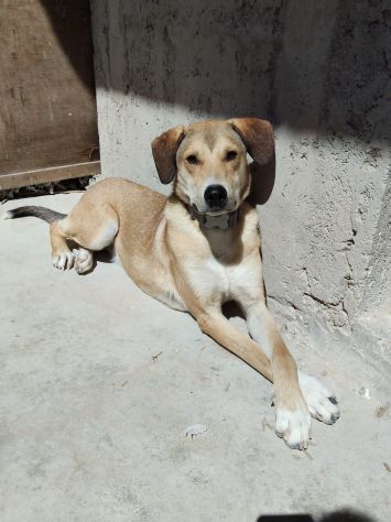 RORY,  2 ANNI CIRCA (02/07/24), ABBANDONATO DAVANTI AD UN SUPERMERCATO. - Foto 4