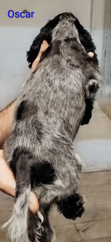 Cucciolo cocker spaniel inglese Blu roano - Foto 8