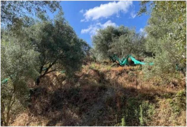 Immobile in asta di 62700 m² in vendita a Galatro - Foto 14