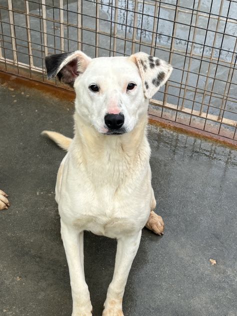 Fayla la dolcezza fatta cane - Foto 7