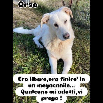 UNA FAMIGLIA DI CUORI BIANCHI DA SALVARE, CANE IN ADOZIONE