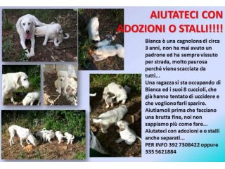 BIANCA e i suoi meravigliosi cuccioli