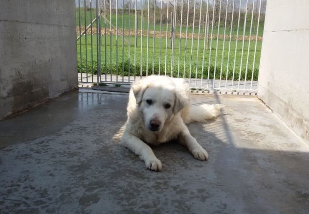 BURT, adozione del cuore - Foto 2