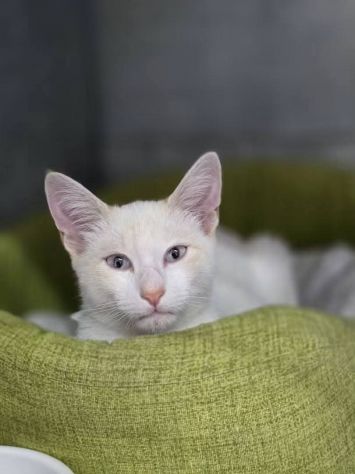 Chicco gattino