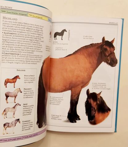 Cavalli.Guida illustrata a oltre 100 razze di cavalli di Elwyn Hartley Edwards - Foto 6