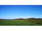 Terreno agricolo in vendita a Capalbio 500000 mq  Rif: 1104323