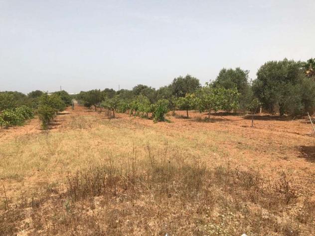 V1690 - In vendita a Marsala terreno agricolo - Foto 3