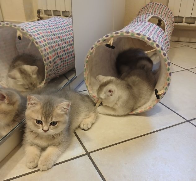 Cuccioli Straight/Fold - Foto 5