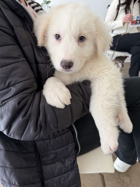 Cuccioli di Pastore Maremmano Abruzzese - Foto 2