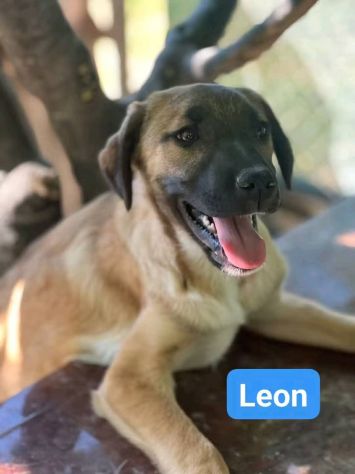 CUCCIOLI IN ADOZIONE - Foto 3