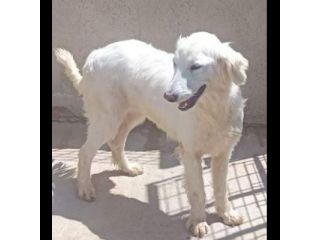 MELODY MIX GOLDEN RETRIVER CUCCIOLONA IN ADOZIONE