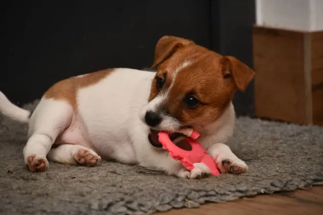 Cuccioli di Jack Russell