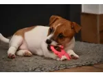 Cuccioli di Jack Russell