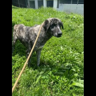 Bellissima Tea cagnolina in adozione - Foto 6