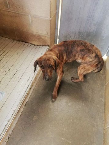 RUDY, CAGNOLINO IN ADOZIONE - Foto 3