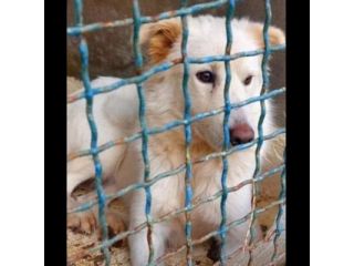 DOROTHY una nuova vita da donarle, cagnolina in adozione