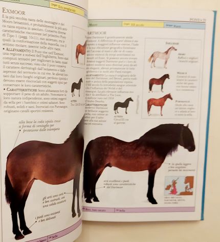 Cavalli.Guida illustrata a oltre 100 razze di cavalli di Elwyn Hartley Edwards - Foto 5