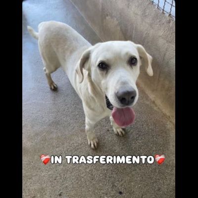 THOR DOLCISSIMO CANE IN ADOZIONE TG MEDIA - Foto 3