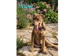 Aron e Jago cuccioli dolcissimi in adozione