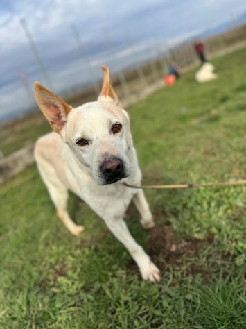 WHITE una vita buttata, simil pastore svizzero cane in adozione tg media - Foto 4