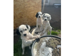Meravigliosi cuccioli Setter inglese
